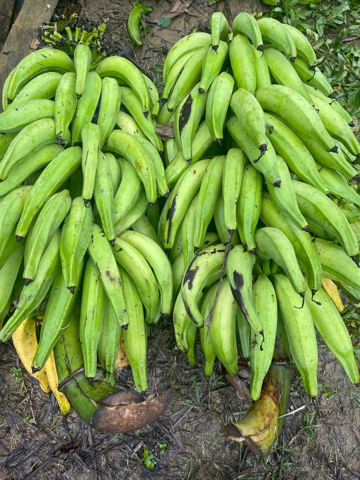 Banane plantain de la  sociéte coopérative Coopagrif COOP-CA